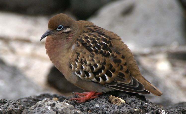 Galápagos dove FileGalapagos dove Zenaida galapagoensis Espanola Gardner Bay