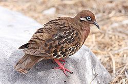 Galápagos dove httpsuploadwikimediaorgwikipediacommonsthu