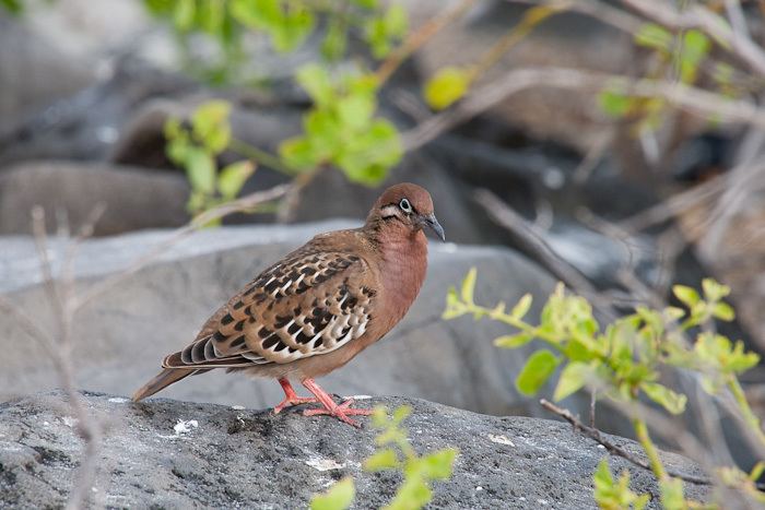 Galápagos dove Galapagos Dove Zenaida galapagoensis