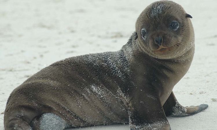 Galápagos fur seal Galapagos Fur Seal Galapagos Conservation Trust