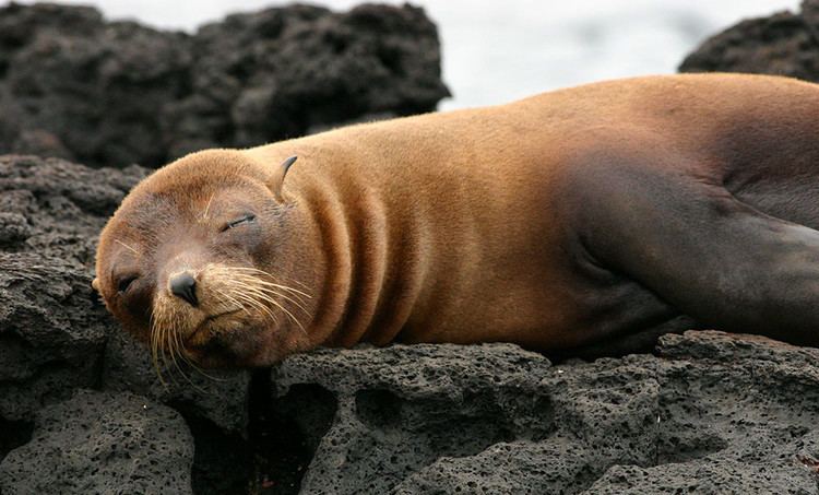 Galápagos fur seal Fur Seal or Sea Lion Galapagos Conservation Trust