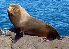 Galápagos fur seal httpsuploadwikimediaorgwikipediacommonsthu