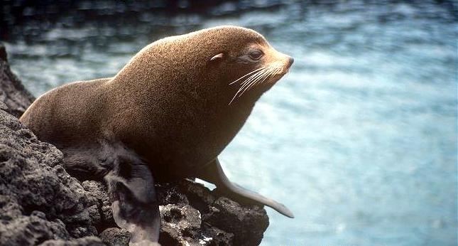 Galápagos fur seal Galpagos Fur Seal quotOCEAN TREASURESquot Memorial Library
