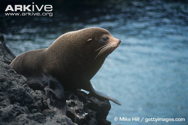Galápagos fur seal Galapagos fur seal videos photos and facts Arctocephalus