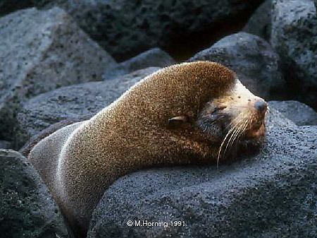 Galápagos fur seal Galapagos Fur Seals Arctocephalus galapagoensis MarineBioorg