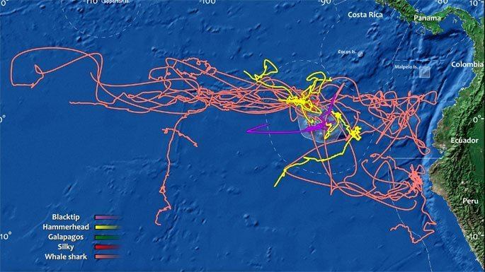 Galápagos Marine Reserve Shark Monitoring in the Galpagos Marine Reserve