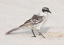 Galápagos mockingbird httpsuploadwikimediaorgwikipediacommonsthu