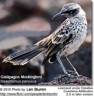 Galápagos mockingbird Galpagos Mockingbirds Nesomimus parvulus