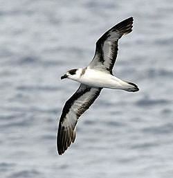 Galápagos petrel 31 Rare Birds From Around the World Protected Under US Law