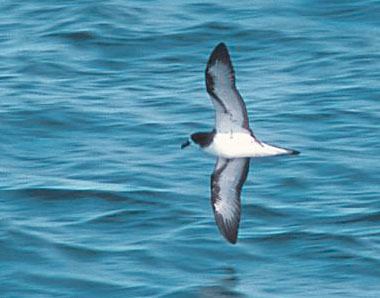 Galápagos petrel Annotated List of the Seabirds of the World Galapagos Petrel