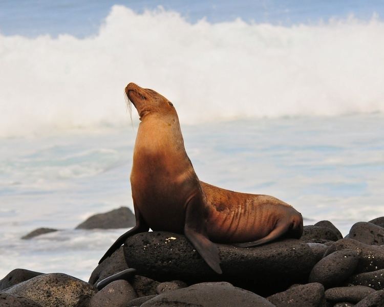 Galápagos sea lion httpsuploadwikimediaorgwikipediacommonsdd