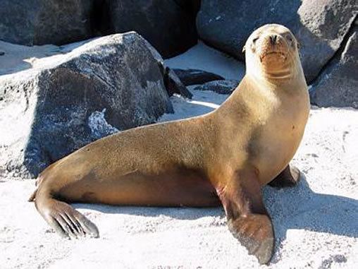 Galápagos sea lion Galapagos pictures
