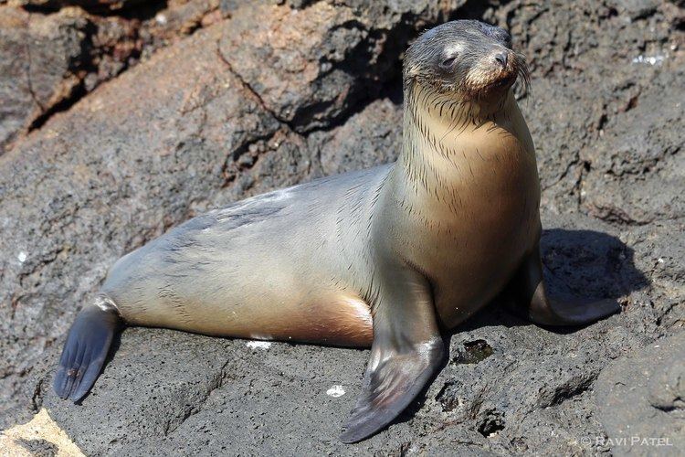 Galápagos sea lion sea lions Photos by Ravi