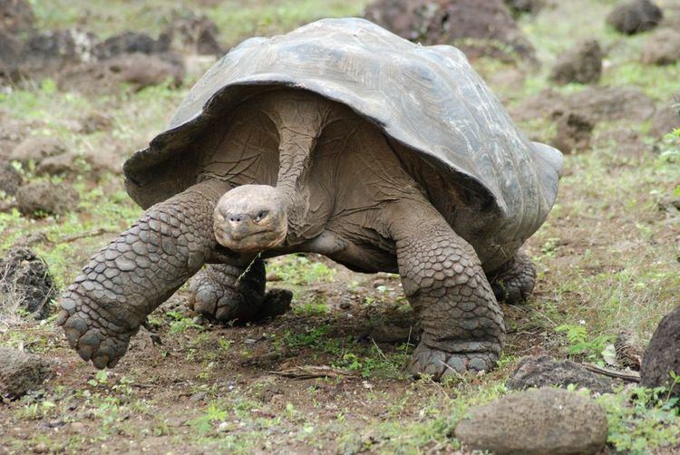 Galápagos tortoise Galpagos Tortoises Galpagos Tortoise Pictures Galpagos Tortoise