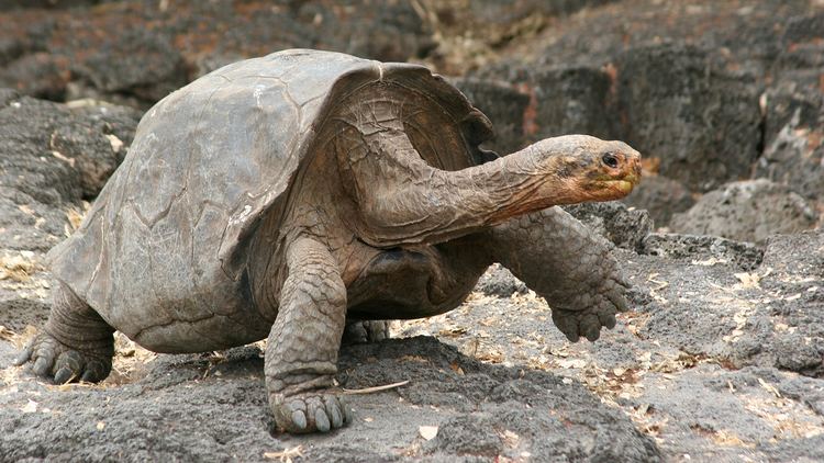 Galápagos tortoise Galpagos Tortoise