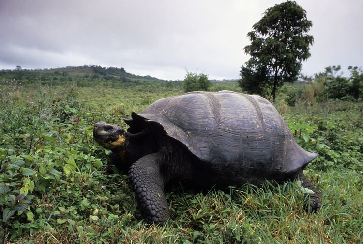Galápagos tortoise cdnhistorycomsites2201512GettyImages453652