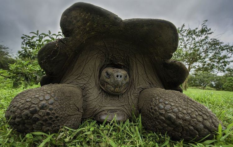 Galápagos tortoise Galpagos Tortoises Galpagos Tortoise Pictures Galpagos Tortoise