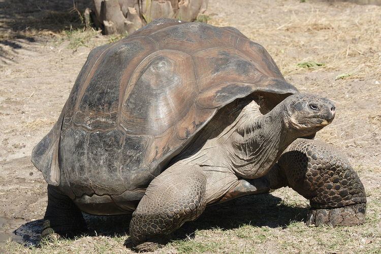 Galápagos tortoise Galpagos tortoise Wikipedia