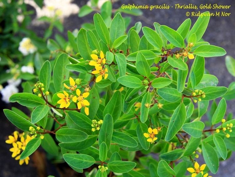 Galphimia gracilis Galphimia gracilis Thriallis Gold Shower Flowers Around Us by