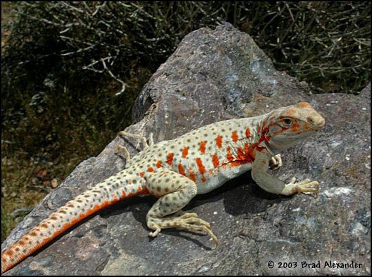 Gambelia Longnosed Leopard Lizard Gambelia wislizenii