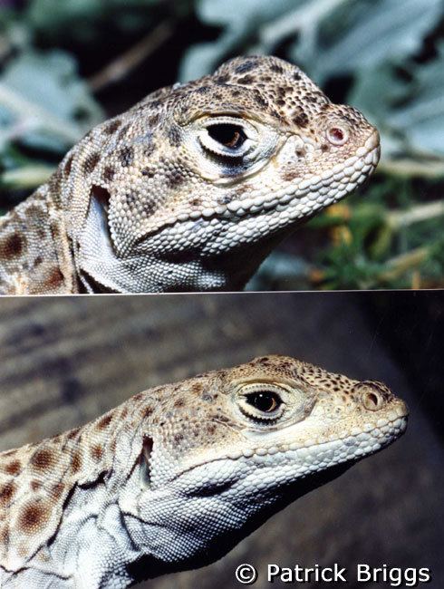 Gambelia Bluntnosed Leopard Lizard Gambelia sila