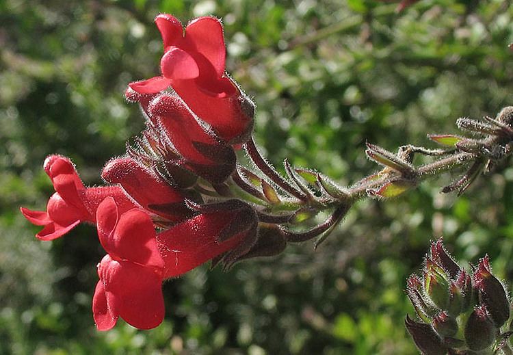 Gambelia speciosa Wildflowers NPS SAMO NRA Gambelia speciosa detail page