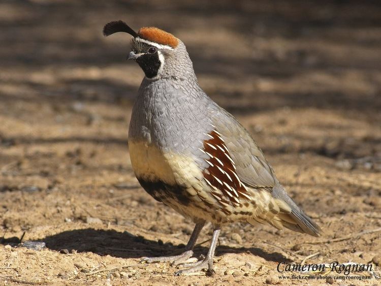 Gambel's quail Red Cliffs Desert Reserve Gambel39s Quail Callipepla gambelii