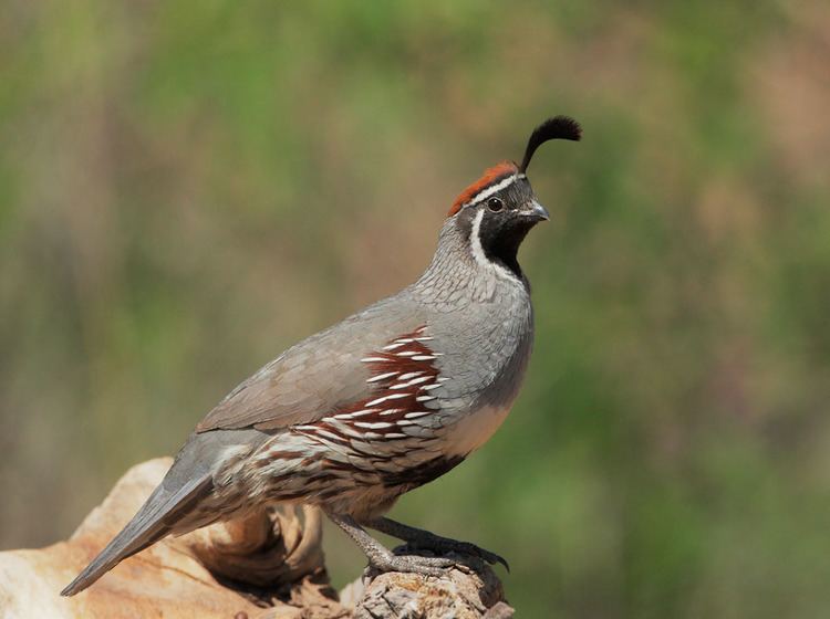 Gambel's quail Gambel39s Quail Facts Temperament Pet Care Feeding Pictures