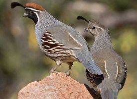 Gambel's quail Gambel39s Quail Identification All About Birds Cornell Lab of