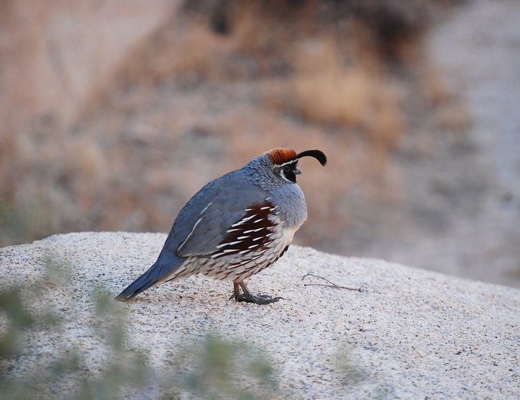 Gambel's quail Gambel39s quail Wikipedia