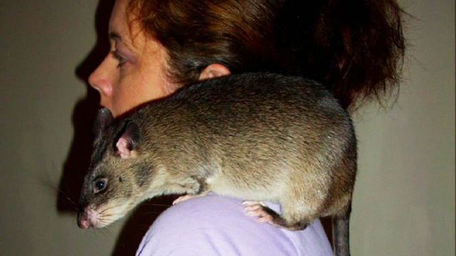 Gambian pouched rat Gambian Pouch Rat Other Shows Animal Planet