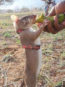 Gambian pouched rat httpsuploadwikimediaorgwikipediacommonsthu