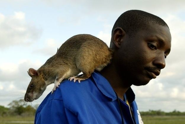 Gambian pouched rat 14 Horrifying Photos Of Gambian Pouched Rats