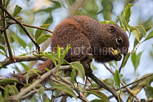 Gambian sun squirrel Gambian sun squirrel eating a fig Stock Image C0177634 Science