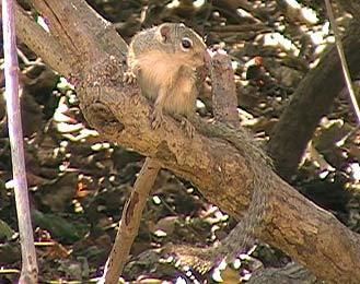 Gambian sun squirrel gambia2