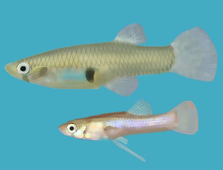 Gambusia Eastern mosquitofish Wikipedia