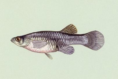 Gambusia Mosquitofish in Australia Wikipedia
