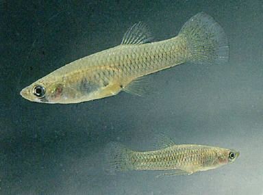 Gambusia Western Mosquitofish Gambusia affinis FactSheet