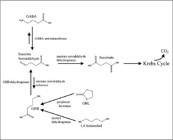 Gamma-Hydroxybutyric acid GHB acid A rage or reprive Kapoor P Deshmukh R Kukreja I J Adv