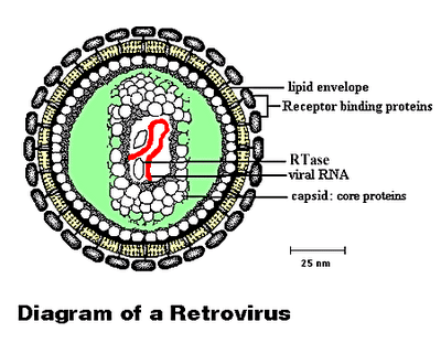 Gammaretrovirus Characteristics