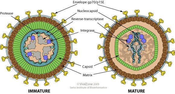 Gammaretrovirus ViralZone Gammaretrovirus