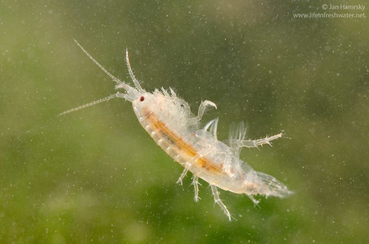 Gammaridae Images tagged quotaquaticcrustaceansquot LIFE IN FRESHWATER