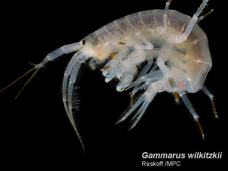 Gammarus Gammaruswilkitzkii Arctic Ocean biodiversity