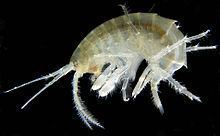 Gammarus httpsuploadwikimediaorgwikipediacommonsthu