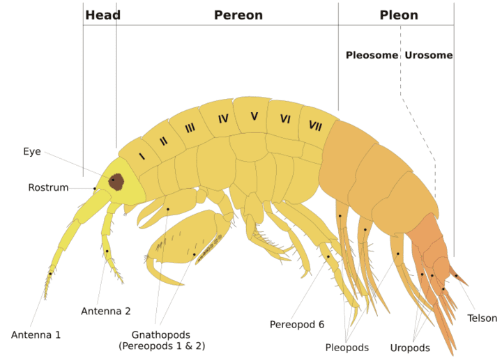 Gammarus Gammarus Pulex