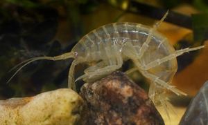 Gammarus pulex wwwthefishguidecomsitesdefaultfilesgammarus