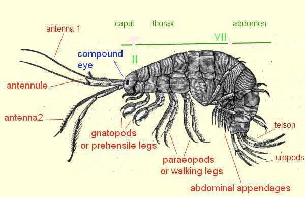 Gammarus pulex common freshwater shrimp or Gammarus pulex