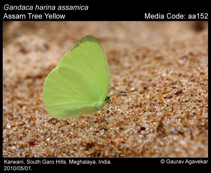 Gandaca harina Gandaca harina Tree Yellow Butterflies of India