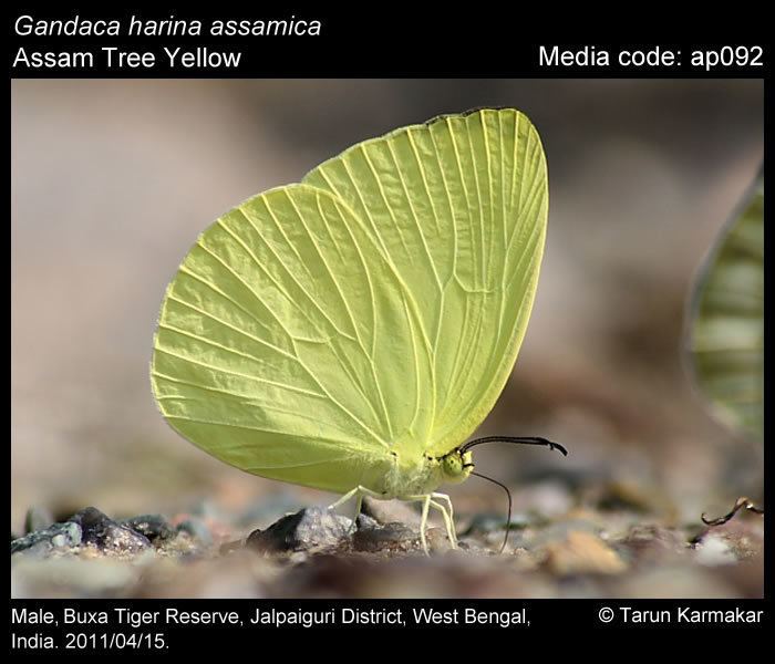 Gandaca harina Gandaca harina Tree Yellow Butterflies of India