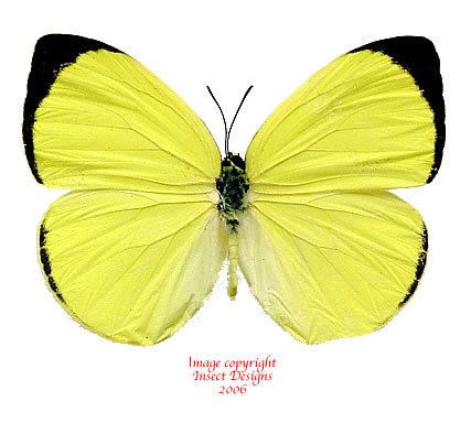 Gandaca harina Insect Designs Butterflies and Moths Pieridae Gandaca